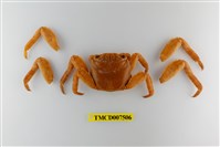 藏品(白紋方蟹)的圖片